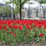 amsterdam-fiori-citta