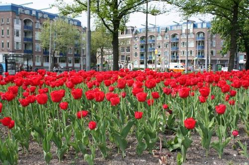 Amsterdam, Aprile 2009, Eleonora racconta