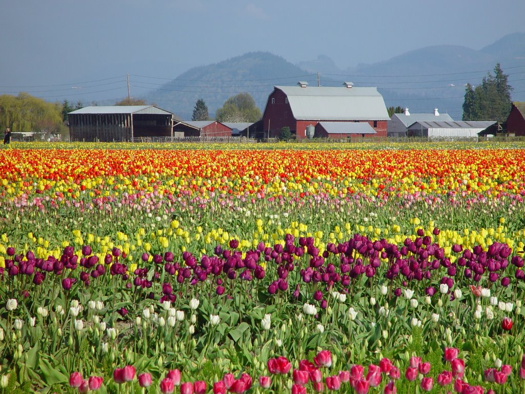 Tulip Festival