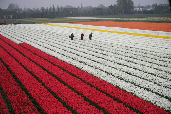 campo tulipani