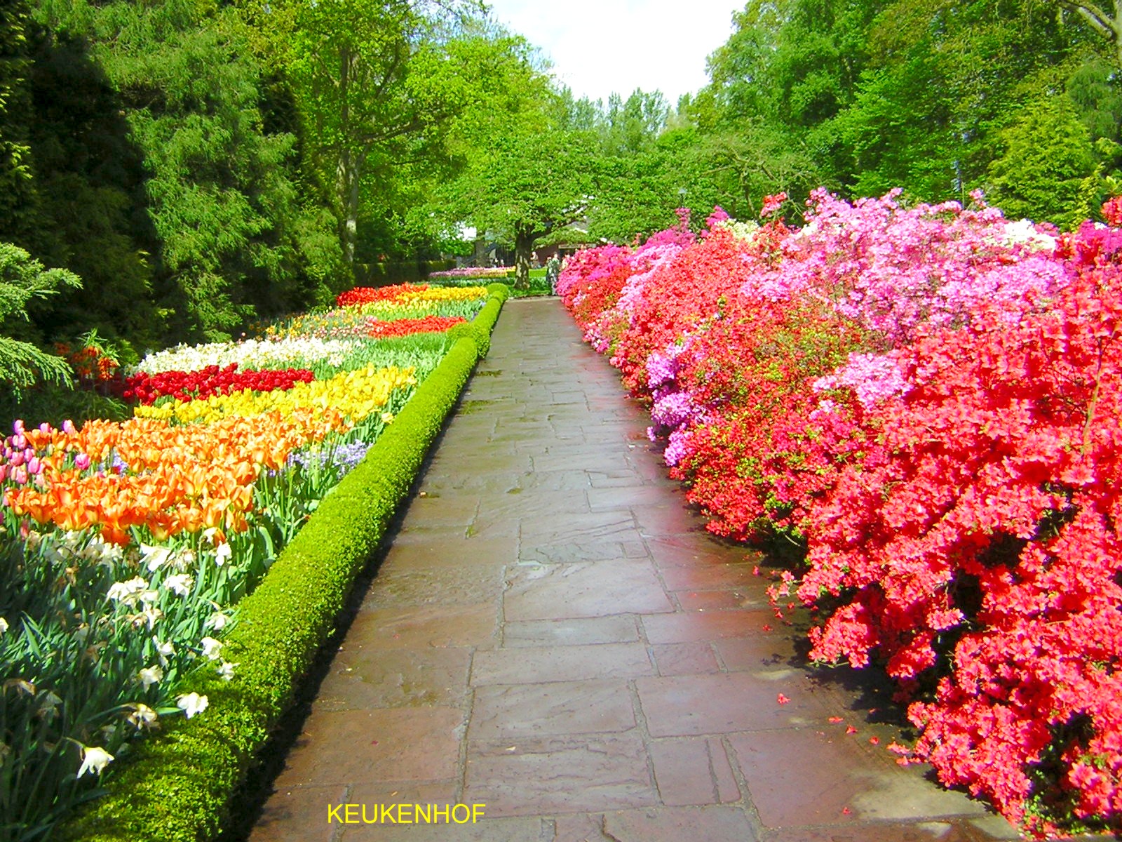 Keukenhof, uno dei giardini primaverili più estesi al mondo