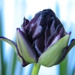 Tulipano Nero