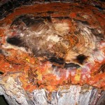 albero-150-ml-anni-fa-cristalizzato